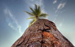 Preview wallpaper palm tree, trunk, bark, macro, sky