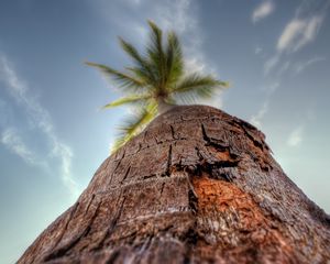 Preview wallpaper palm tree, trunk, bark, macro, sky