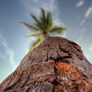 Preview wallpaper palm tree, trunk, bark, macro, sky