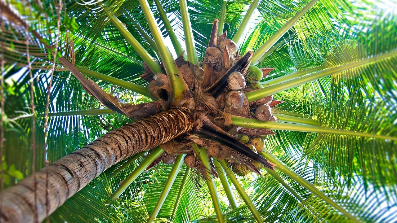 Wallpaper palm tree, trunk, cocoes, fruits, branches, from below