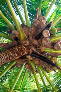 Preview wallpaper palm tree, trunk, cocoes, fruits, branches, from below
