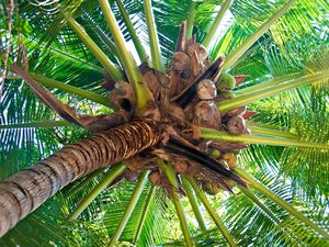 Preview wallpaper palm tree, trunk, cocoes, fruits, branches, from below