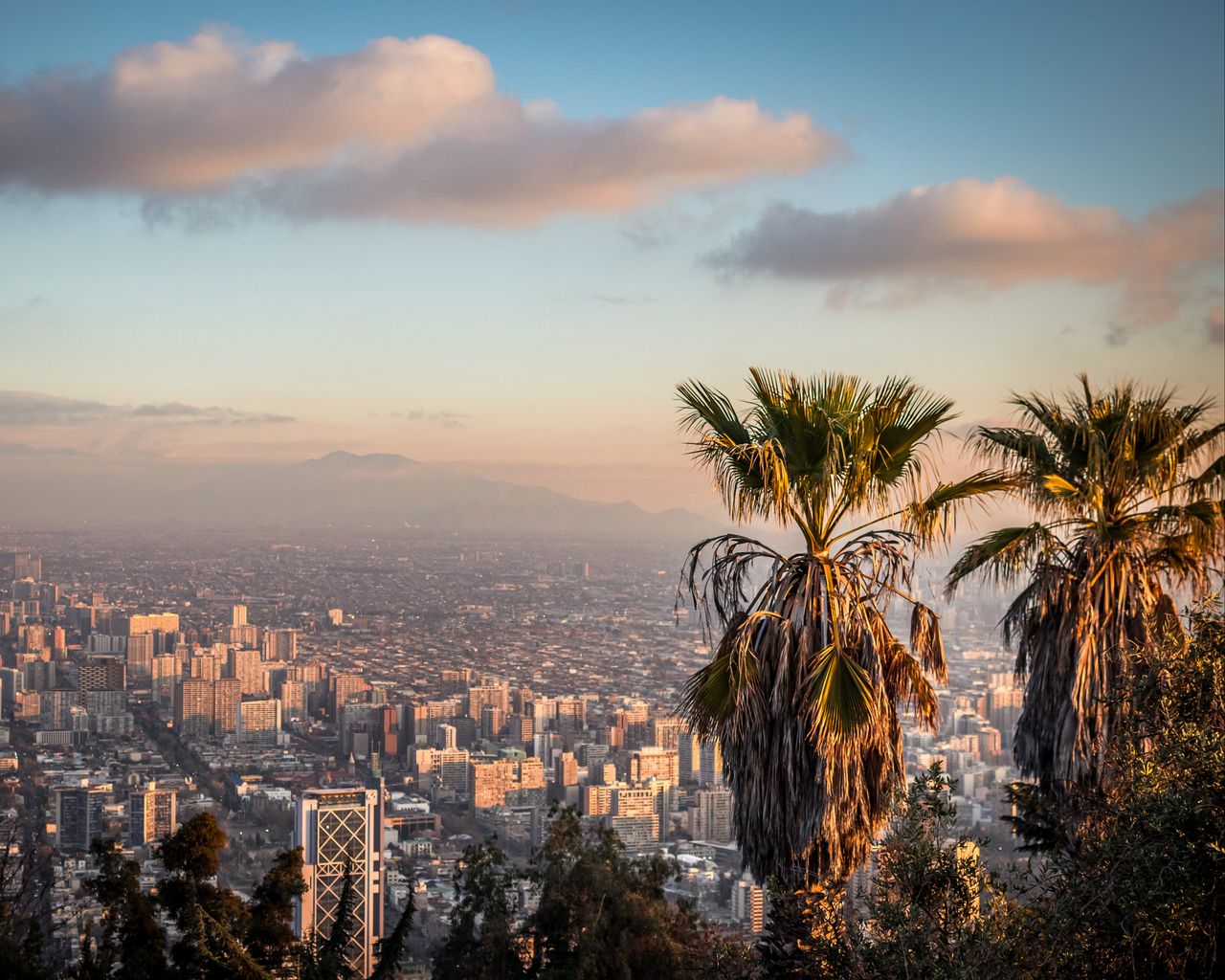 Download wallpaper 1280x1024 palm tree, view, city, buildings standard ...