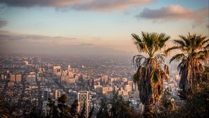 Preview wallpaper palm tree, view, city, buildings