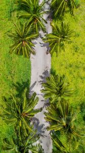 Preview wallpaper palm trees, aerial view, path, tropics