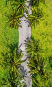 Preview wallpaper palm trees, aerial view, path, tropics