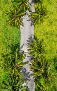 Preview wallpaper palm trees, aerial view, path, tropics
