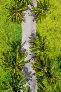 Preview wallpaper palm trees, aerial view, path, tropics