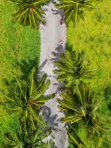 Preview wallpaper palm trees, aerial view, path, tropics