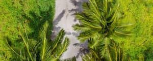 Preview wallpaper palm trees, aerial view, path, tropics