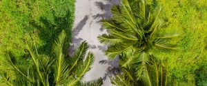 Preview wallpaper palm trees, aerial view, path, tropics