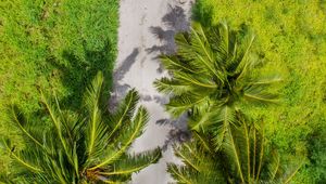 Preview wallpaper palm trees, aerial view, path, tropics