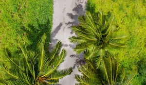 Preview wallpaper palm trees, aerial view, path, tropics