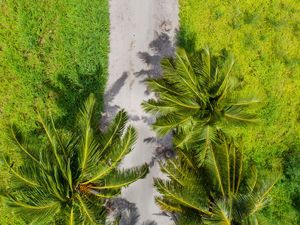 Preview wallpaper palm trees, aerial view, path, tropics