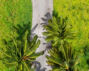 Preview wallpaper palm trees, aerial view, path, tropics