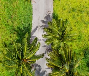 Preview wallpaper palm trees, aerial view, path, tropics