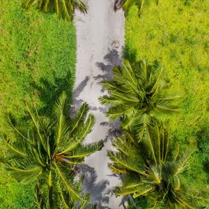 Preview wallpaper palm trees, aerial view, path, tropics