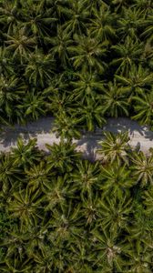 Preview wallpaper palm trees, aerial view, path, road, exotic