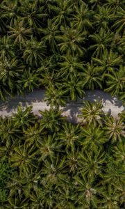 Preview wallpaper palm trees, aerial view, path, road, exotic