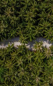 Preview wallpaper palm trees, aerial view, path, road, exotic