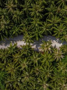 Preview wallpaper palm trees, aerial view, path, road, exotic