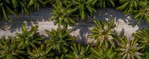 Preview wallpaper palm trees, aerial view, path, road, exotic