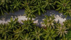 Preview wallpaper palm trees, aerial view, path, road, exotic