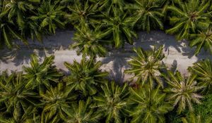 Preview wallpaper palm trees, aerial view, path, road, exotic