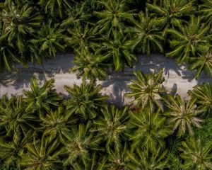 Preview wallpaper palm trees, aerial view, path, road, exotic