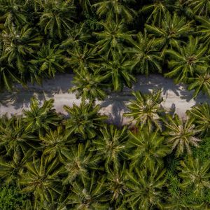 Preview wallpaper palm trees, aerial view, path, road, exotic