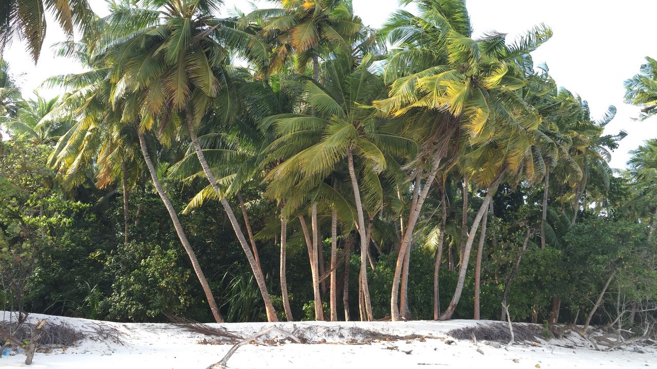Wallpaper palm, trees, beach, sand