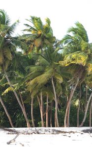 Preview wallpaper palm, trees, beach, sand