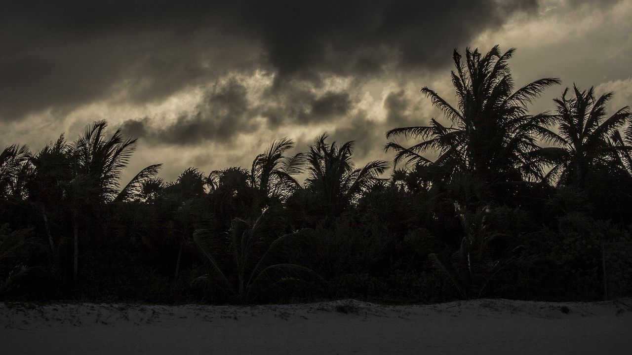 Wallpaper palm trees, beach, clouds, dark