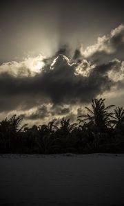 Preview wallpaper palm trees, beach, clouds, dark