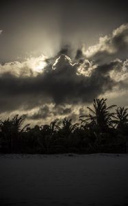 Preview wallpaper palm trees, beach, clouds, dark