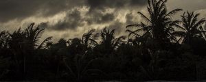 Preview wallpaper palm trees, beach, clouds, dark