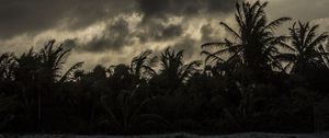 Preview wallpaper palm trees, beach, clouds, dark