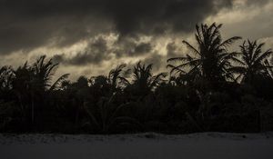 Preview wallpaper palm trees, beach, clouds, dark