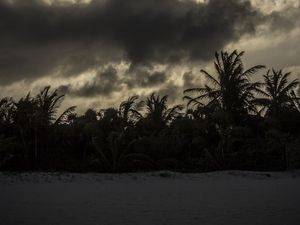 Preview wallpaper palm trees, beach, clouds, dark