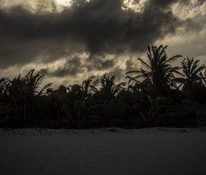 Preview wallpaper palm trees, beach, clouds, dark
