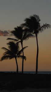 Preview wallpaper palm trees, beach, dusk, evening