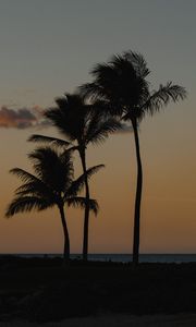 Preview wallpaper palm trees, beach, dusk, evening