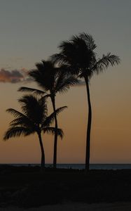 Preview wallpaper palm trees, beach, dusk, evening