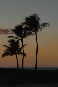 Preview wallpaper palm trees, beach, dusk, evening