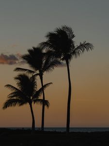 Preview wallpaper palm trees, beach, dusk, evening