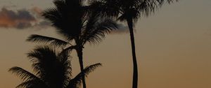 Preview wallpaper palm trees, beach, dusk, evening