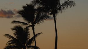 Preview wallpaper palm trees, beach, dusk, evening
