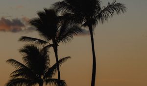 Preview wallpaper palm trees, beach, dusk, evening