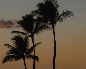 Preview wallpaper palm trees, beach, dusk, evening
