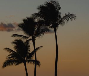 Preview wallpaper palm trees, beach, dusk, evening
